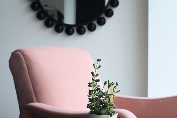 最好的窗户植物：玉