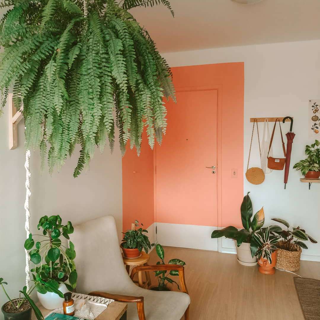 白色和橙色的客厅里悬挂着波士顿蕨和其他盆栽植物和椅子
