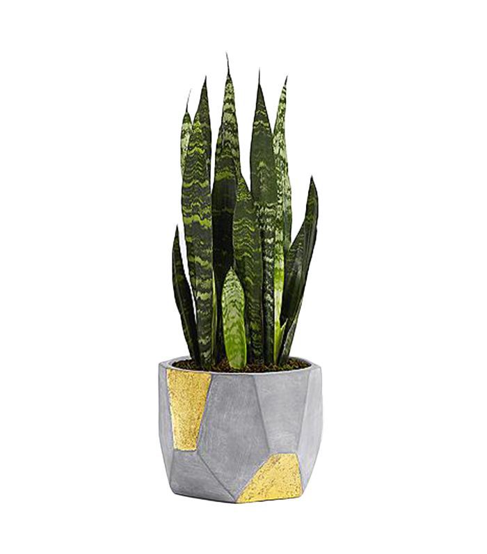 ProPlants盆栽植物蛇