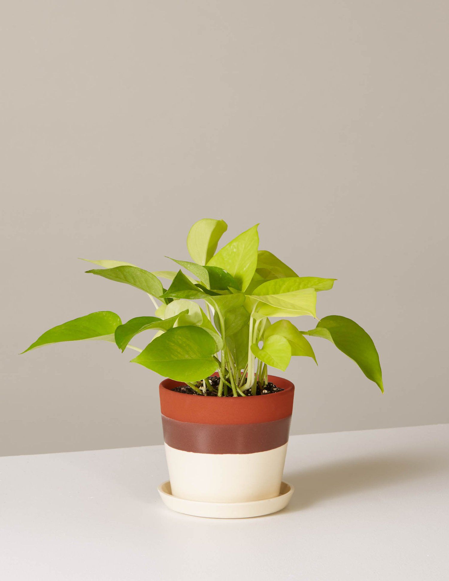 霓虹灯植物在红色，棕色，和奶油陶瓷锅