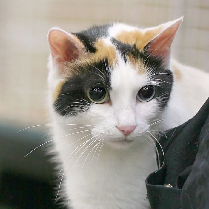 最逗人喜爱的猫品种：日本短尾猫