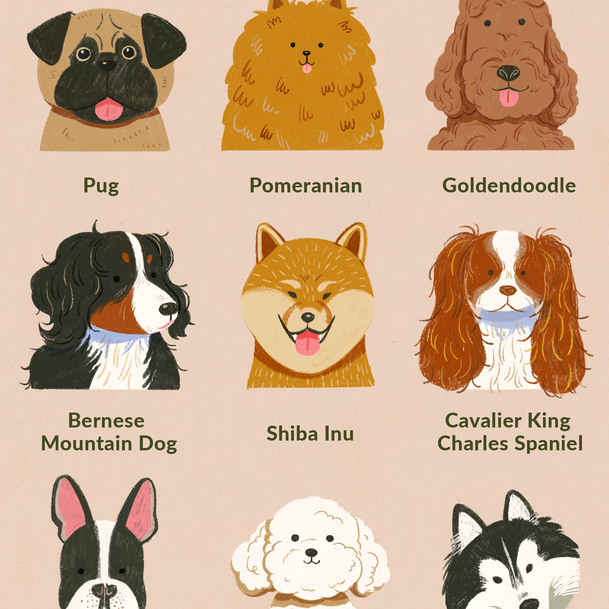 9个最可爱的狗品种