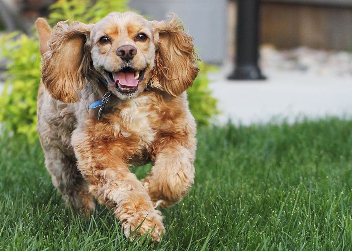 中等犬种-可卡犬