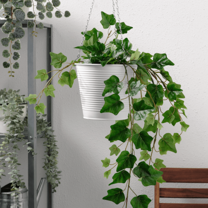 CASHEWAPPLE挂种植园主