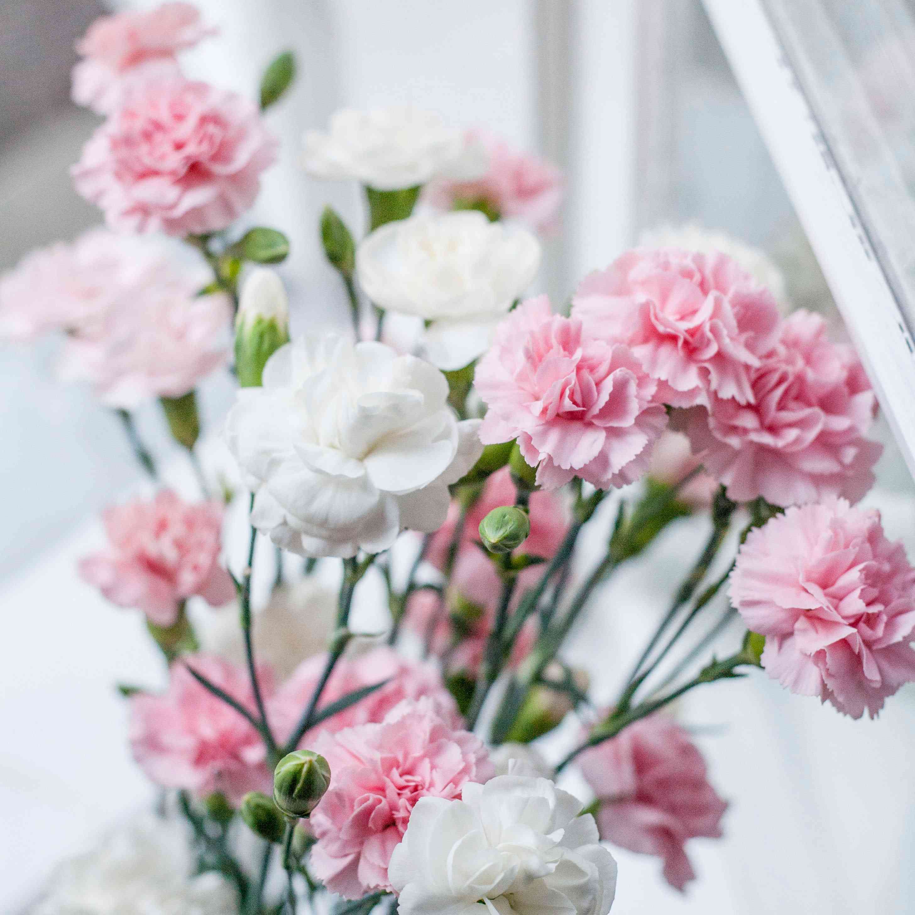 康乃馨出生月花